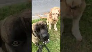 Proper Dog Socialization: Adapting to the World Around Them #social #neutral