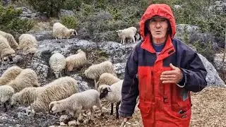 Željko priča kakav je život pastira u Dalmaciji