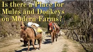 Is there a Place for Mules and Donkeys on Modern Farms?