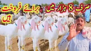 صرف 8 ہزار میں روپے میں براۓ فروخت گاؤں کی منڈی February 1, 2026 ویڈیو حقیقت پر مبنی 
