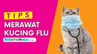 Cara Merawat Kucing Flu | Petshop Indonesia