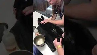 Cystocentisis (draining a bladder on a blocked cat) with ultrasound. Check out this urine!