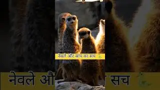 नेवला साँप से क्यो जीत जाता है ? ! Mongoose VS  Snake Fight ! Science Behind It 🐍