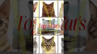 Top 5 Cats in the world | #shorts #top5cats