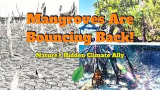Mangrove Forests Are Bouncing Back &mdash; Nature&rsquo;s Hidden Climate Ally