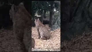 Wild Lynx in the Zoo, #zooanimals #nature