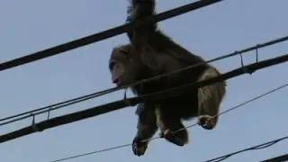 Raw: Escaped Chimp Makes High-Wire Getaway