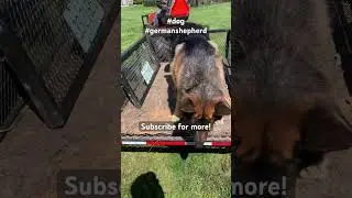 German Shepherd adventures #dogs #dog #germanshepherd