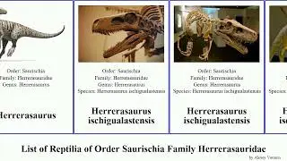 List of Reptilia of Order Saurischia Family Herrerasauridae Staurikosaurus Herrerasaurus Patrick