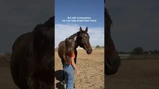 Horses do not choose their past. With compassion, we can help shape their future. 💙