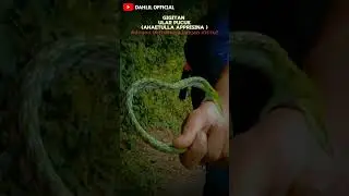 TERGIGIT ULAR PUCUK JUMBO #herping #survival #hunting  #education