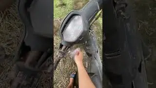 Thả c&aacute;  Betta xuống ao cho n&oacute; sinh sản tự nhi&ecirc;n