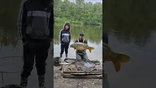 weer een mooie schubkarper mogen landen #catchandrelease #commoncarp #schubkarper #carpangling