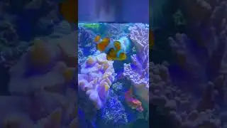 Exploring Blackpool SEA LIFE Centre | Amazing Underwater Adventure!