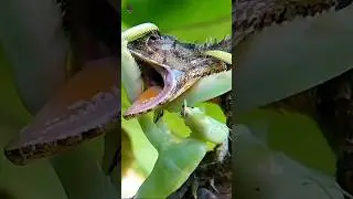 4 Dangerous Animals Facts 😱 #dangerousanimals #animalfacts #wildanimals #facts