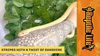 Albino Zebra Carpet Python | Reptile Life