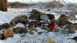 Bird Feeder 01-27-2026