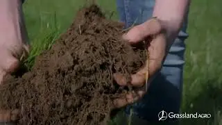 Clover Establishment: What to Consider Before Adding Clover to Your Sward
