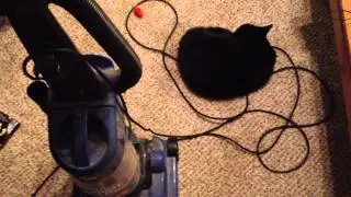 Cat vs. Vacuum Cleaner