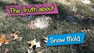 Snow Mold Fungicide Round 1: 50∘F Soil Temp Trigger & Why the 