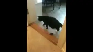 Unusual cat and mouse behavior