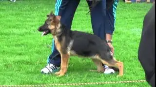Expo APPA Bogota Cachorros 3 a 6 meses 05 15