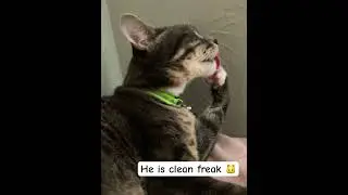 My clean freak cat 🐱 #catlovers #cat #cats #cleanfreak #smallcat #fyp #shorts #catvideos