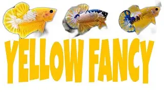 YELLOW FANCY (Betta fish)