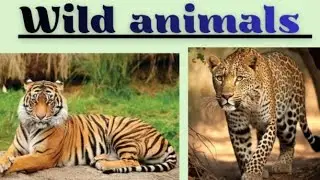 Names of wild animals l जंगली प्राणी l animals live in jungle l animals vocabulary l @nilamzombade 