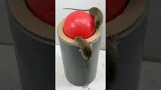 Dicas para capturar ratos em casa // ratoeira f&aacute;cil #mousetrap