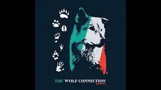 Episode #225 Nadia Steinzor - Environmental Policy and Canids in the Northeast