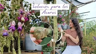 JABON LIQUIDO DE COCO: Así lo utilizo para acabar con los ácaros en el jardín | Jardín Diaz