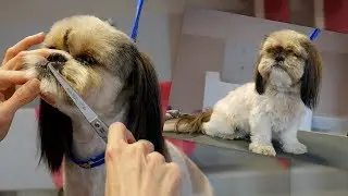 PetGroooming - Shih Tzu Transformation