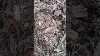 Как я спасла магнолию?