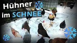 🥶 #Hühner im Winter unterstützen bei KÄLTE & SCHNEE ❄️134
