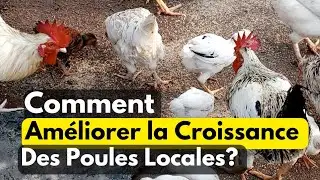 Comment Améliorer la Croissance Des Poules Locales ?