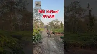 #elephant #assam #wildlife #animals #shorts #reels #viralshorts