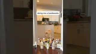 Sunshine the Doggo versus a dog obstacle course #shorts