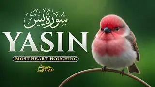 Surah Yaseen سورة يس | Beautiful Slow Quran Recitation for Sleep & Relaxation | Dignified Quran