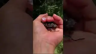 Ox beetle (Strategus centaurus) 🇧🇷 Brazil