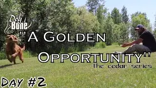 High Energy Dog Retrieving Troubles: A Golden Opportunity | Day #2