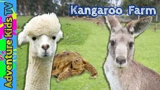 Adventure Kids TV Visit the Outback Kangaroo Farm in Arlington Washington - Kangaroo Petting Zoo
