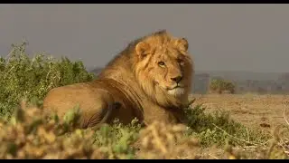 Twilight of the lions 52 min