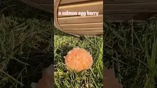 Don&rsquo;t step on these salmon-egg berries!! 🙀🍓