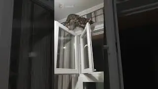 cat getting stuck 🤣 #memes #kitten #memecat #cat