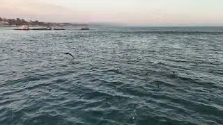 Seacliff bird swarm