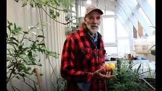 Growing in the GRAND SOLAR MINIMUM ~~ Greenhouse Plants