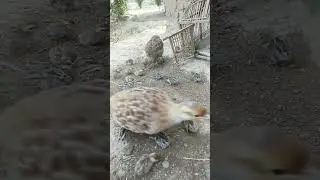 Must watch Beautiful Teetar Chick feeding #shorts #viralvideo #francolin_chicks