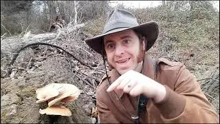 Carnivorous Fungi