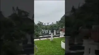 Koleksi Bonsai Bokop Art #shorts #bonsaiviral